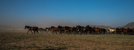 wild horses wandering loose in droves