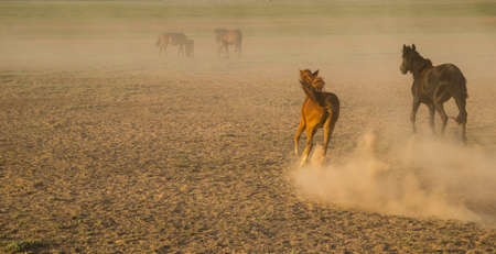 wild horse  running background.の写真素材