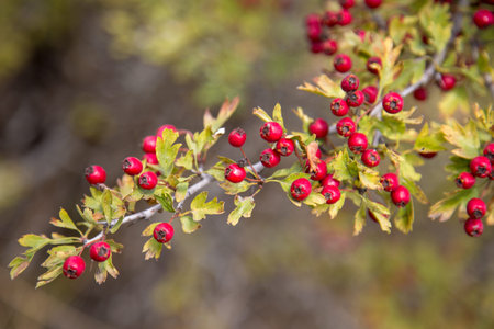 hawthorn is a wild tree .