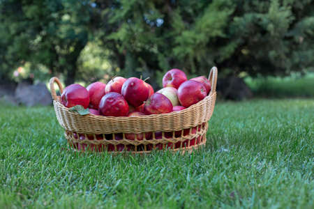 red organic apples in a beautiful basketの写真素材