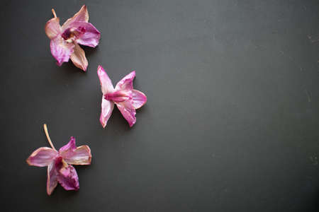 dry flowers on an old black wood backgroundの写真素材