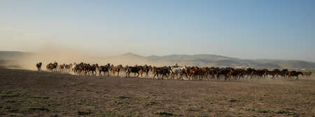 wild horse  running background.の写真素材