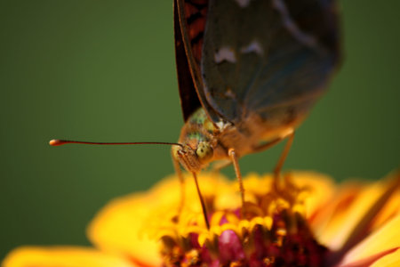 butterfly and macro eyes on yellow flower
