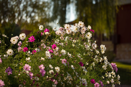 mexican star flower (cosmos bipinnatus) multicolor and graceful