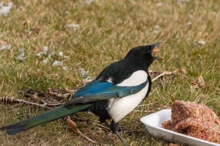 a glutton magpie bird eating meatballsの写真素材