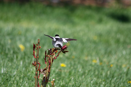 a black and white bird is flying from a branch of roses