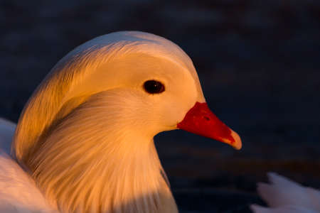 white mandarin duck elegant and beautifulの写真素材