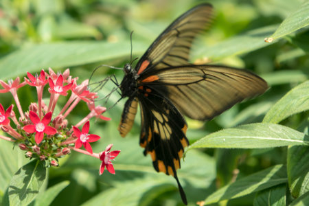 multicolored beautiful elegant butterfly on flowers