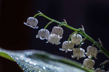 lily of the valley with raindropsの写真素材
