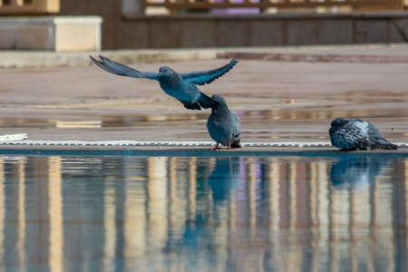 pigeons drinking water from pool and bathingの写真素材