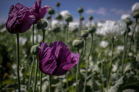 field of opium alkaloids poppy plant and flowering. It is important in the pharmaceutical industry and its cultivation is limited.の写真素材