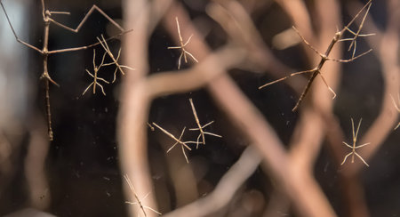 interesting insect, phasmatodea, homeland vietnam