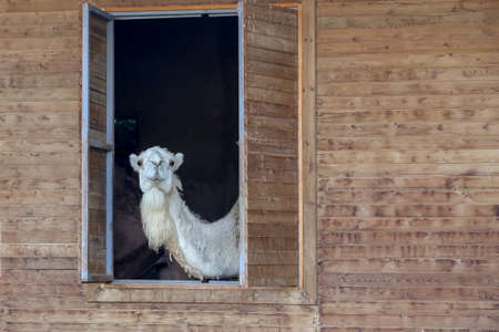 a camel looking out the windowの写真素材