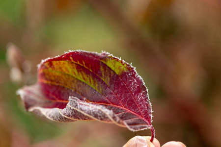 frozen dew skin with autumn leaves, natural and colorful