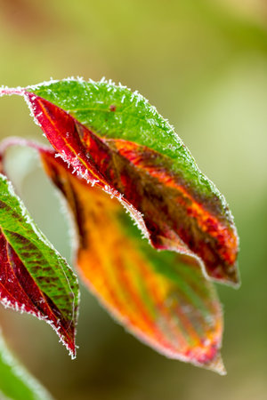 frozen dew skin with autumn leaves, natural and colorful