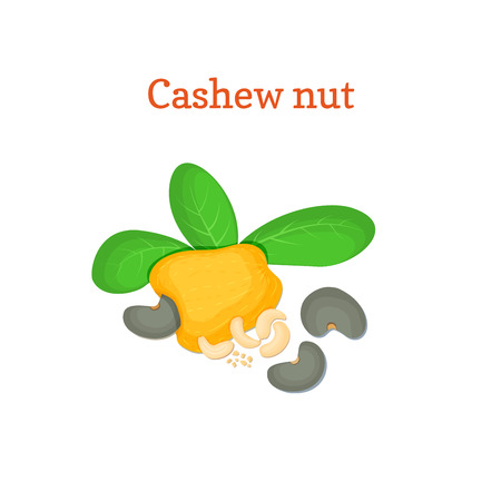 Vector illustration of a cashew nut. Appetizing cashew nut tree with yellow fruit, nuts and leaves on a white background. Elements of packaging design brochures on healthy eatingのイラスト素材