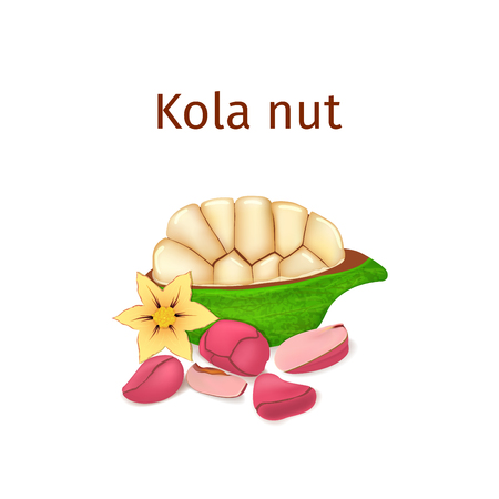 Vector illustration of a kola nut. Appetizing kola nut tree with yellow flower, red and yellow nuts and leaves on a white background. Elements of packaging design brochures on healthy eatingのイラスト素材