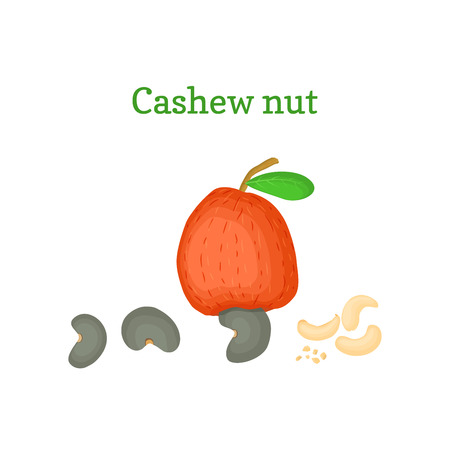 Vector illustration of a cashew nut. Branch cashew nut tree with red fruit, nuts and leaves on a white background. Elements of packaging design brochures on healthy eatingのイラスト素材