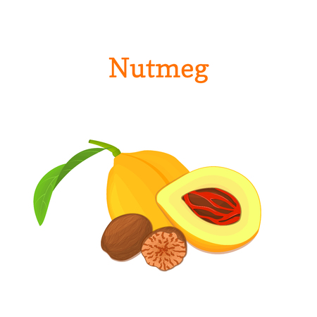 Nutmeg with leaves. Vector illustration of a handful of nutmeg spice nut isolated on white background it can be used as packaging design element, printing brochures on healthy and vegetarian dietのイラスト素材