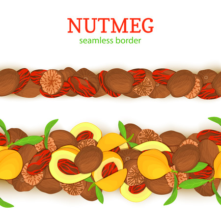 Nutmeg spicy horisontal seamless border. Vector card illustrationのイラスト素材