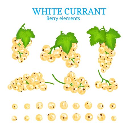 Vector set of a fresh white currant.のイラスト素材