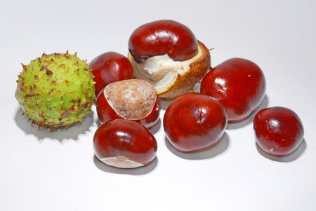 horse chestnuts