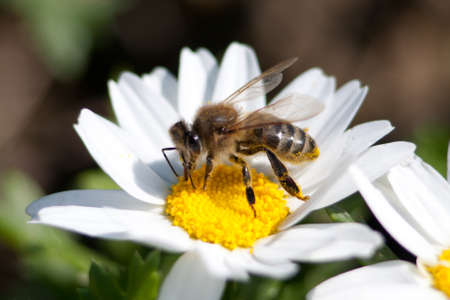Daisy camomile flower. Daisy flower, Papatya.の写真素材