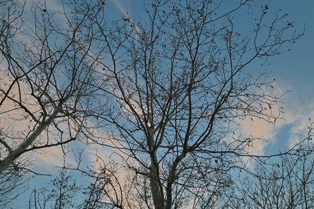 Blue sky and trees. Photo up to the sky.の写真素材