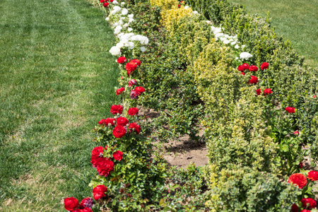 Beautiful Garden with Red and White Flowers and Green Shrubsの写真素材