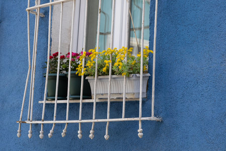 Flowers on Window Sill with Blue Wallの写真素材