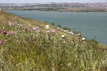 Wild Thistle Flowers on a Hillside Overlooking a Scenic Lake and Countrysideの写真素材