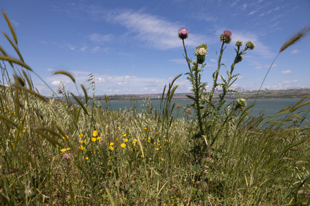 Wild Thistle and Yellow Flowers on a Windy Hillside Overlooking a Lakeの写真素材