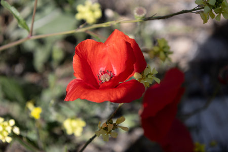 Close-up of a Red Poppy Flower with Yellow Wildflowers in Natural Lightの写真素材