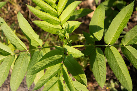 Green leaf of an unknown plant in sunlight â close up nature backgroundの写真素材