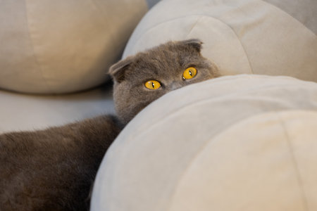 Scottish Fold Cat Hiding Between Soft Round Pillows, Close-Up Viewの写真素材