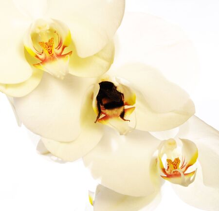 orchid with gadfly in the gardenの写真素材