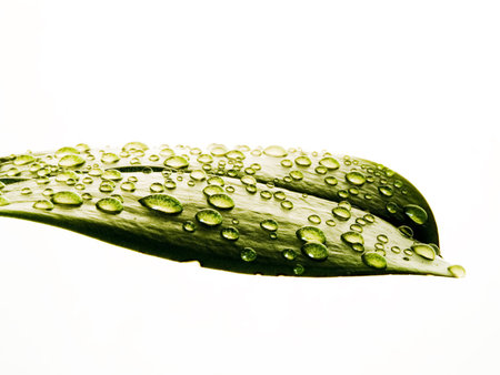 leaf with drops 