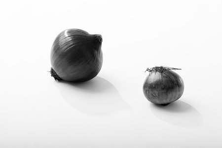 onion and onion on a white background, black and white photoの写真素材