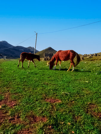 Horse and pony eating at the top of the mountainの写真素材