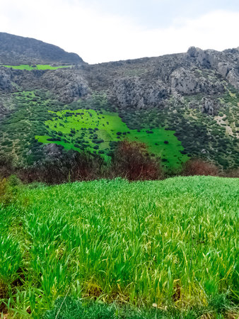 Plantation in the mountainsの写真素材