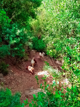 Goats graze among natureの写真素材