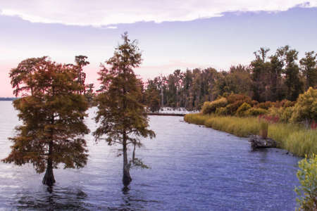 Trees by the River's Shore in Autumnの写真素材