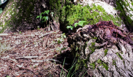 Purple Bark on Tree Root