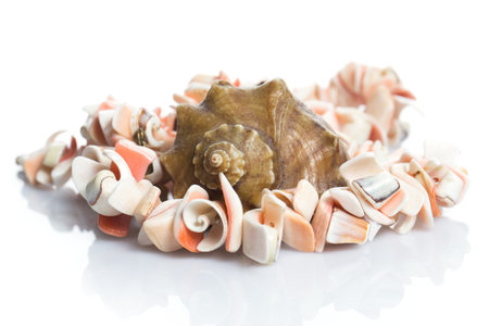 Seashell and beautiful necklace on white background