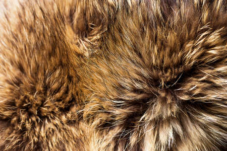 Background of beautiful fox furの写真素材