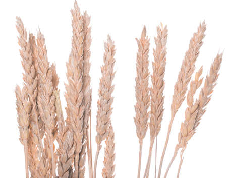 Ears of wheat or rye on white の写真素材