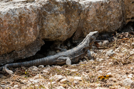Black spiny-tailed iguana. Ctenosaura similis.