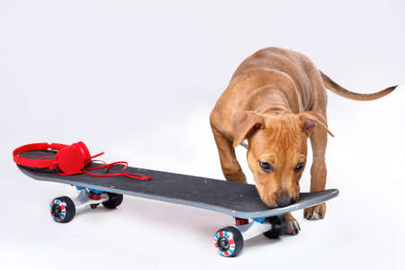 Cute staffordshire terrier puppy and skateboardの写真素材