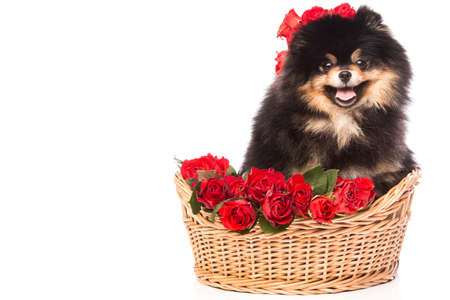 Pomeranian spitz dog in the basket with flowers on white backgroundの写真素材