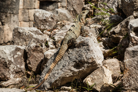 Black spiny-tailed iguana. Ctenosaura similis.の写真素材